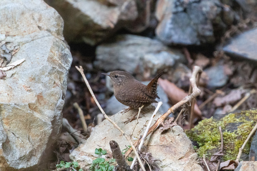 Eurasian Wren