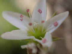 Minuartia recurva condensata