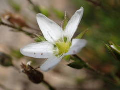 Minuartia recurva condensata