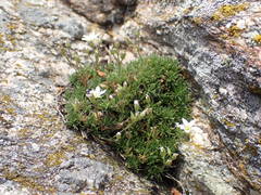 Minuartia recurva condensata