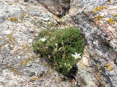 Minuartia recurva condensata
