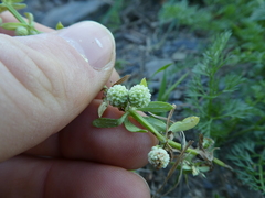 Galium verrucosum