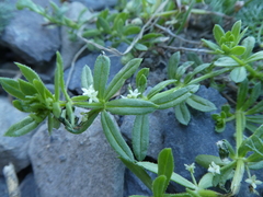 Galium verrucosum