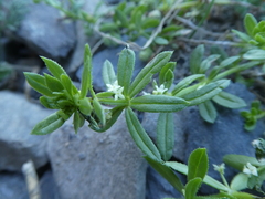 Galium verrucosum