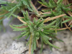 Minuartia recurva condensata