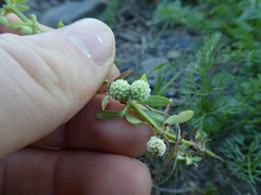 Galium verrucosum