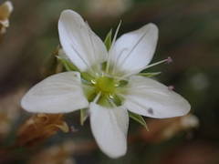 Minuartia recurva condensata