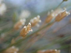 Minuartia recurva condensata
