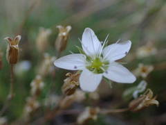 Minuartia recurva condensata