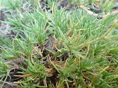 Minuartia recurva condensata