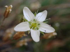 Minuartia recurva condensata