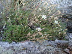 Minuartia recurva condensata