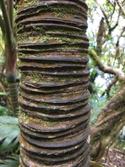 Howea belmoreana