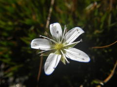 Minuartia recurva
