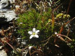Minuartia recurva
