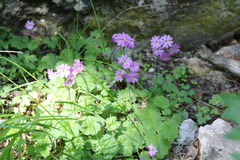 Primula cortusoides
