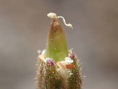 Cherleria capillacea