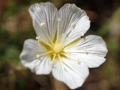 Cherleria capillacea