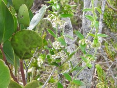 Astephanus triflorus