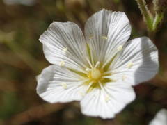 Cherleria capillacea