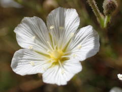 Cherleria capillacea