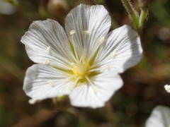 Cherleria capillacea