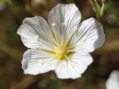 Cherleria capillacea