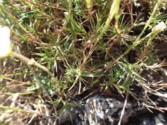 Cherleria capillacea