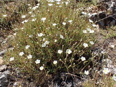 Cherleria capillacea