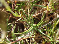 Cherleria capillacea