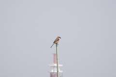 Lanius bucephalus