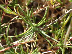 Cherleria capillacea