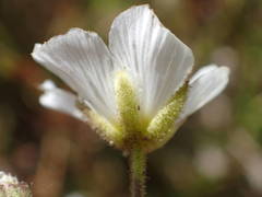 Cherleria capillacea