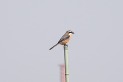 Lanius bucephalus