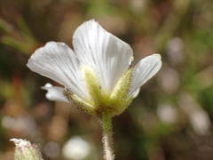 Cherleria capillacea