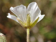 Cherleria capillacea
