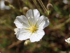 Cherleria capillacea