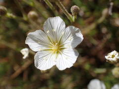 Cherleria capillacea