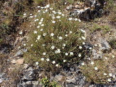 Cherleria capillacea