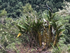 Dendrobium speciosum hillii