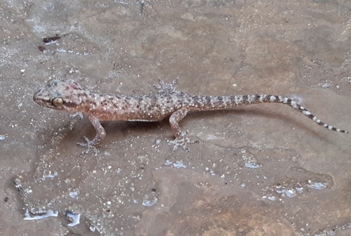 Heyden’s gecko