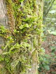 Pterobryopsis hoehnelii