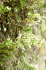 Pterobryopsis hoehnelii