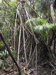 Pandanus forsteri