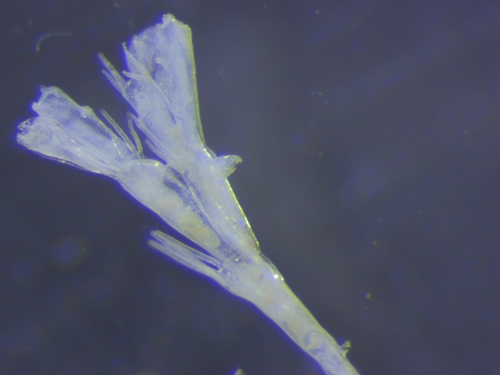 Representative image of Bugulina fulva