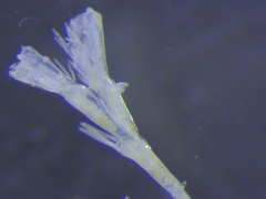 Bugulina fulva
