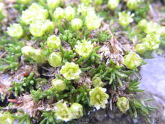 Cherleria sedoides