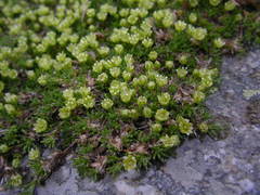 Cherleria sedoides