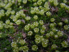 Cherleria sedoides