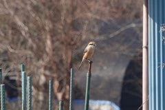 Lanius bucephalus